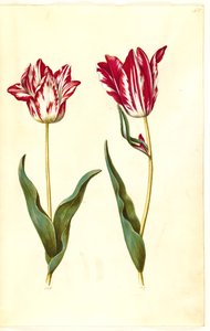 Tulipa gesneriana (tulipan) autorstwa Hans Simon Holtzbecker