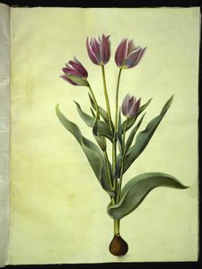 Tulipa gesneriana (tulipan) autorstwa Hans Simon Holtzbecker