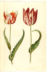 Tulipa gesneriana (tulipan) autorstwa Hans Simon Holtzbecker