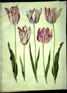 Tulipa gesneriana (tulipan) autorstwa Hans Simon Holtzbecker