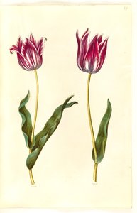Tulipa gesneriana (tulipan) autorstwa Hans Simon Holtzbecker