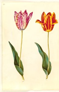 Tulipa gesneriana (tulipan) autorstwa Hans Simon Holtzbecker