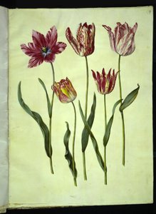 Tulipa gesneriana (tulipan) autorstwa Hans Simon Holtzbecker