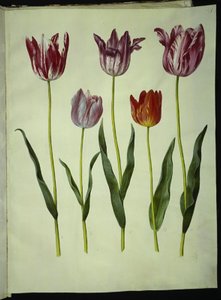 Tulipa gesneriana (tulipan) autorstwa Hans Simon Holtzbecker