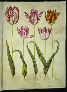 Tulipa gesneriana (tulipan) autorstwa Hans Simon Holtzbecker
