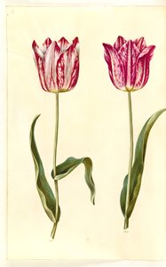 Tulipa gesneriana (tulipan) autorstwa Hans Simon Holtzbecker