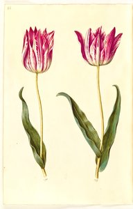 Tulipa gesneriana (tulipan) autorstwa Hans Simon Holtzbecker