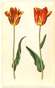Tulipa gesneriana (tulipan) autorstwa Hans Simon Holtzbecker
