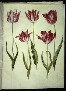 Tulipa gesneriana (tulipan) autorstwa Hans Simon Holtzbecker