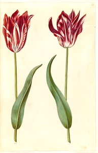 Tulipa gesneriana (tulipan) autorstwa Hans Simon Holtzbecker