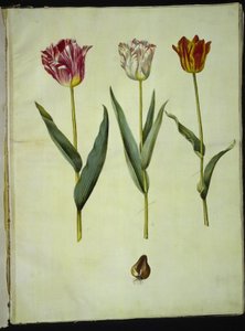 Tulipa gesneriana (tulipan) autorstwa Hans Simon Holtzbecker