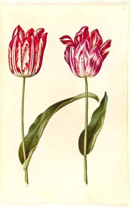 Tulipa gesneriana (tulipan) autorstwa Hans Simon Holtzbecker