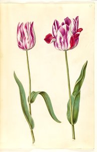 Tulipa gesneriana (tulipan) autorstwa Hans Simon Holtzbecker