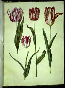 Tulipa gesneriana (tulipan) autorstwa Hans Simon Holtzbecker