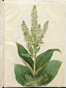 Album Veratrum (biały składany liść) autorstwa Hans Simon Holtzbecker