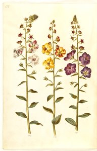 Verbascum blattaria (klase-kongelys); Fenicki verbascum (fioletowy-congelys) autorstwa Hans Simon Holtzbecker