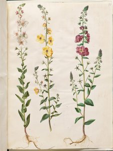 Verbascum blattaria (klase-kongelys); Fenicki verbascum (fioletowy-congelys) autorstwa Hans Simon Holtzbecker