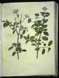 Kalina tinus (zimowa kula śnieżna) autorstwa Hans Simon Holtzbecker