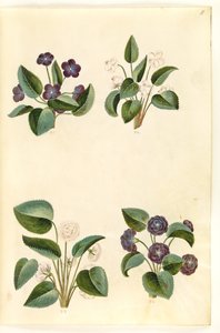 Altówka zapachowa (marts-viola) autorstwa Hans Simon Holtzbecker