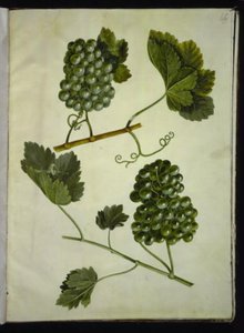 Vitis vinifera (wino zwyczajne) autorstwa Hans Simon Holtzbecker