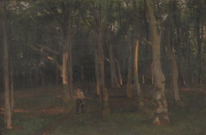 Las o zachodzie słońca