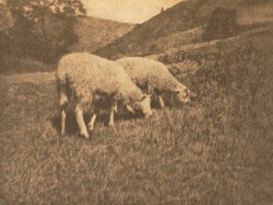 Praca kamery: owca autorstwa Hans Watzek