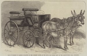 Para osłów w uprzęży wystawiona przez pannę Burdett Coutts na pokazie mułów i osłów w sali rolniczej w Islington