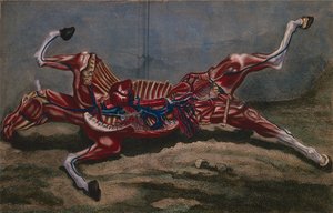 Anatomia konia z „Cours d