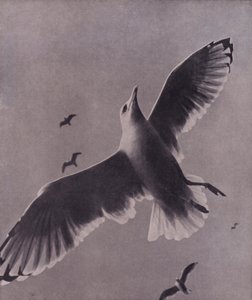 Szybki i wysoko wznoszący się, Meredith (zdjęcie czarno-białe)