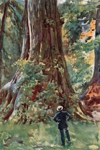 Wielkie Drzewo, Stanley Park, Vancouver autorstwa Harold Copping