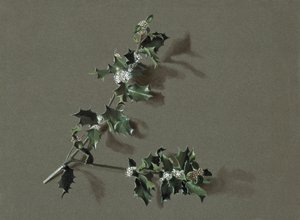 Ilex aquifolium L. Ostrokrzew pospolity, c1870-1920. autorstwa Harold Drinkwater
