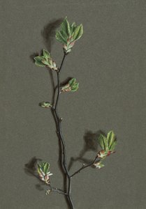 Ulmus glabra Huds Wych Elm, c1870-1920. autorstwa Harold Drinkwater