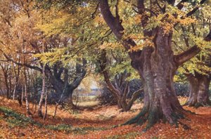 Buki jesienią, niedaleko Godalming (kolorowa litografia)