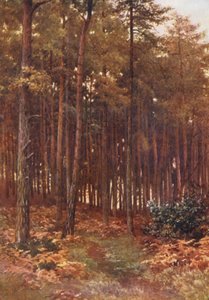 The Depths of a Fir Wood, Ripley (kolorowa litografia)