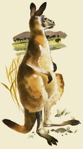 Kangur autorstwa Harold Tamblyn Watts