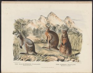 Ssaki Australii (Krefft) Nla.obj-33627803-13 Walabia czarnopaska i Walabia pospolita autorstwa Harriet Morgan