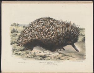 Ssaki Australii (Krefft) Nla.obj-33627803-15 Jeż australijski autorstwa Harriet Morgan