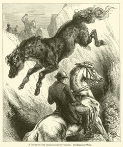 Kucyk Dartmoor uciekający swoim prześladowcom autorstwa Harrison William Weir