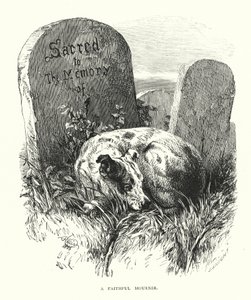 Wierny żałobnik (rycina) autorstwa Harrison William Weir
