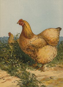 Buff Cochin Kura (chromolitho) autorstwa Harrison William Weir