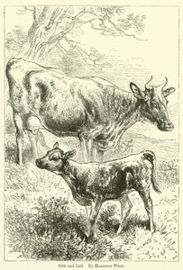 Krowa i Cielę autorstwa Harrison William Weir