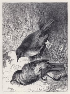 Śmierć kumpla Robina (grawerowanie) autorstwa Harrison William Weir