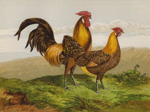 Hamburgery ze złotymi ołówkami (chromolitho) autorstwa Harrison William Weir