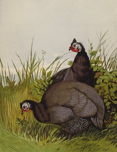 Perliczki (chromolitho) autorstwa Harrison William Weir