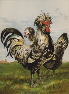 Houdanowie (chromolitho) autorstwa Harrison William Weir