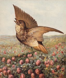 W koniczynie (kolorowa litografia) autorstwa Harrison William Weir
