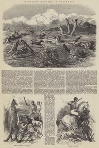 Polowanie na kangury w Australii