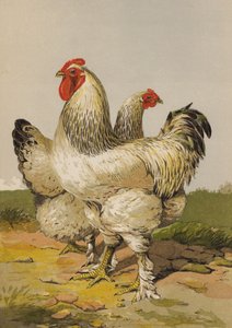 Lekcy brahmowie (chromolitho) autorstwa Harrison William Weir