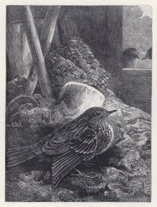 Mały Robin w bezpiecznym domu (grawerunek) autorstwa Harrison William Weir