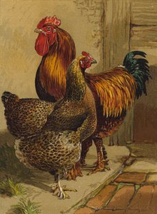 Kocziny kuropatwy (chromolitho) autorstwa Harrison William Weir
